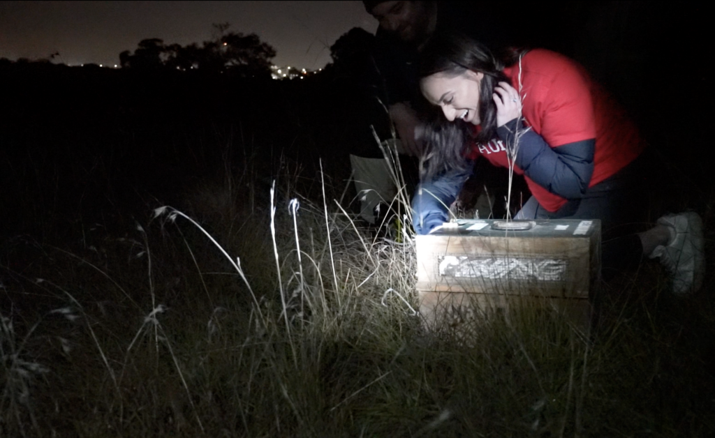Releasing Bandicoots in Victoria with Aon Corporate Social Responsibility