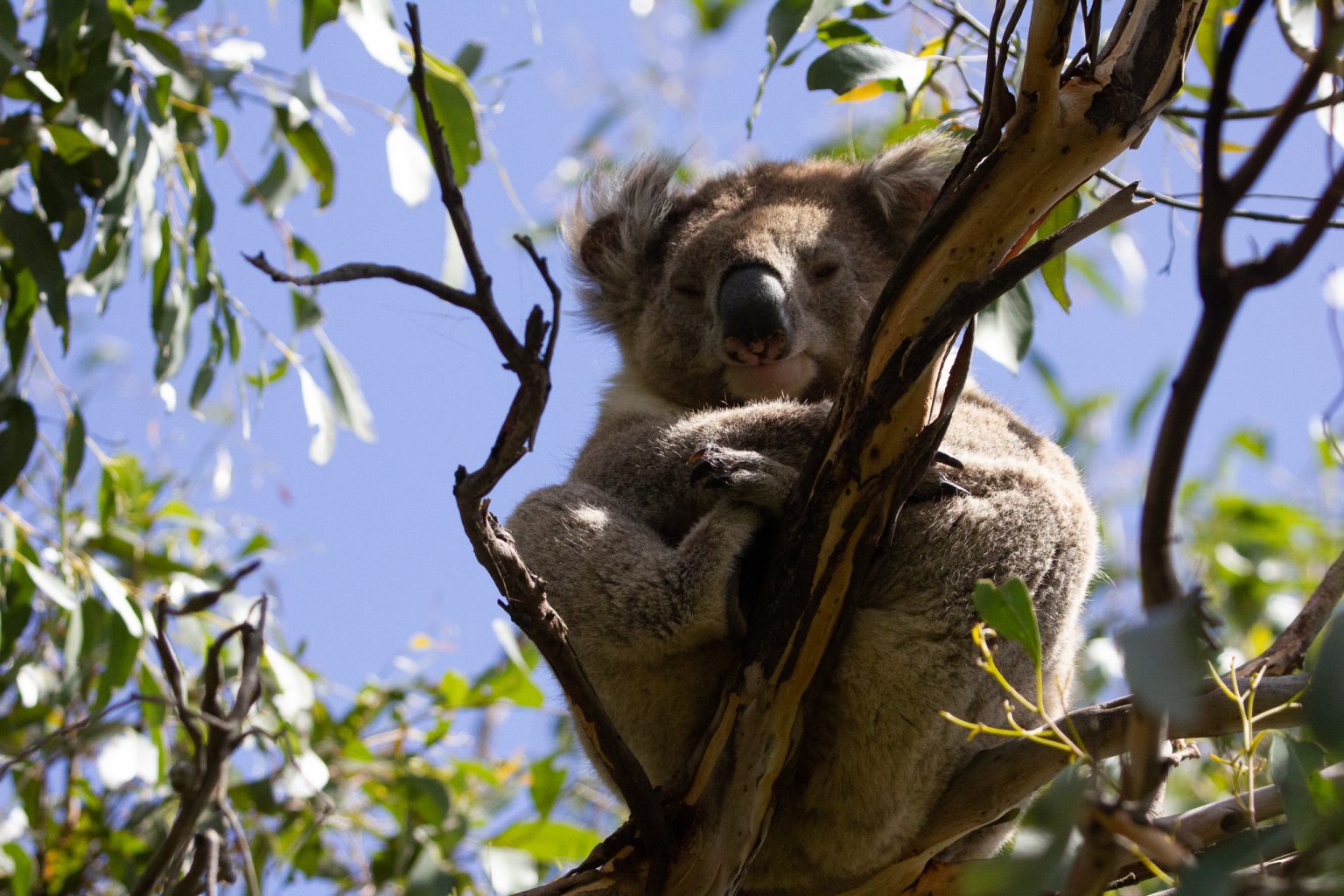 Wild Koala Day Friends of the Koala, Lismore Native Nursery