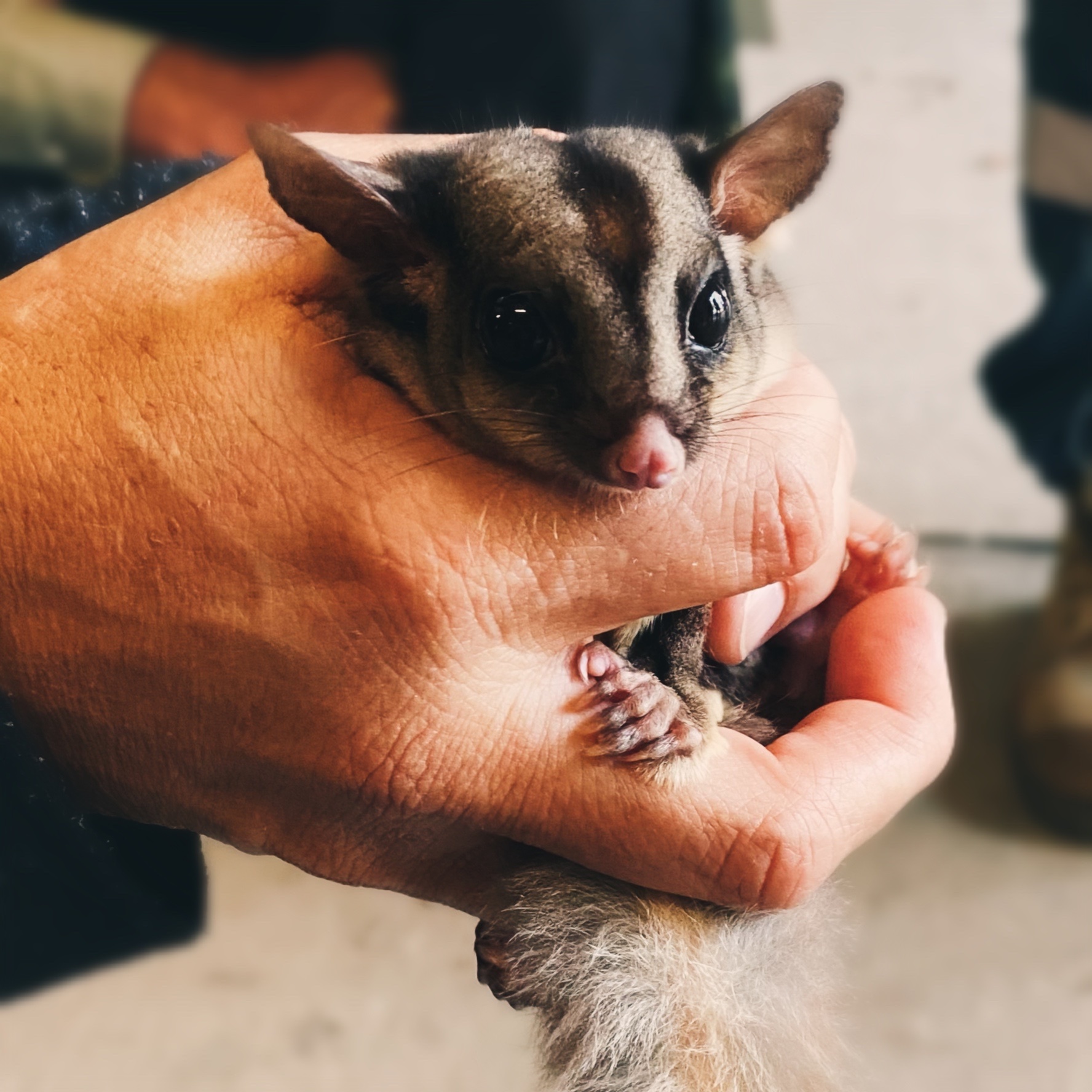 Sugar Gliders in Western Sydney Conservation Volunteers Australia