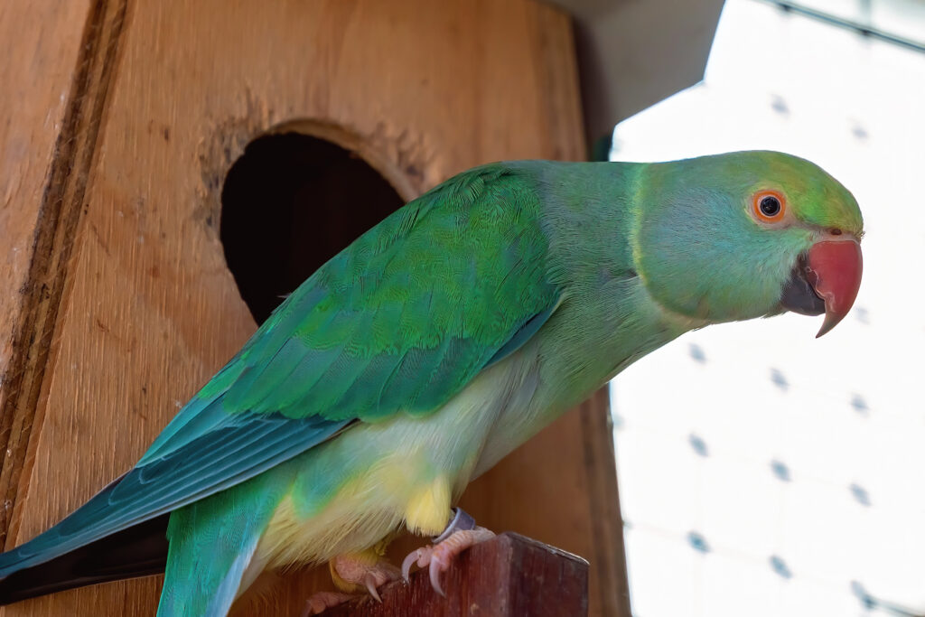 Native Nest Boxes Australia