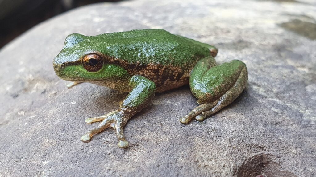 Litoria spenceri