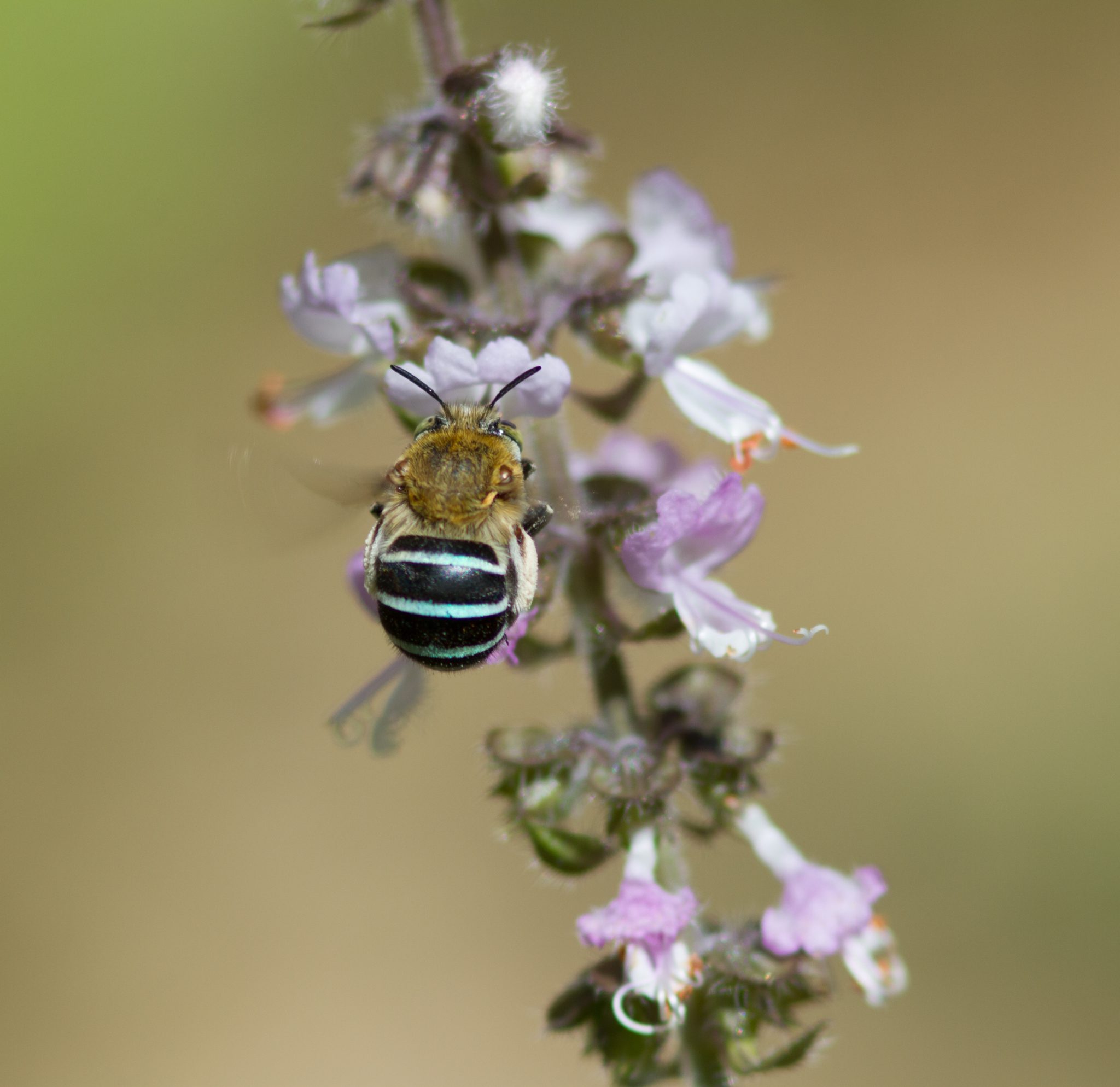 The Australian Blue-banded bee pollinating a flower.