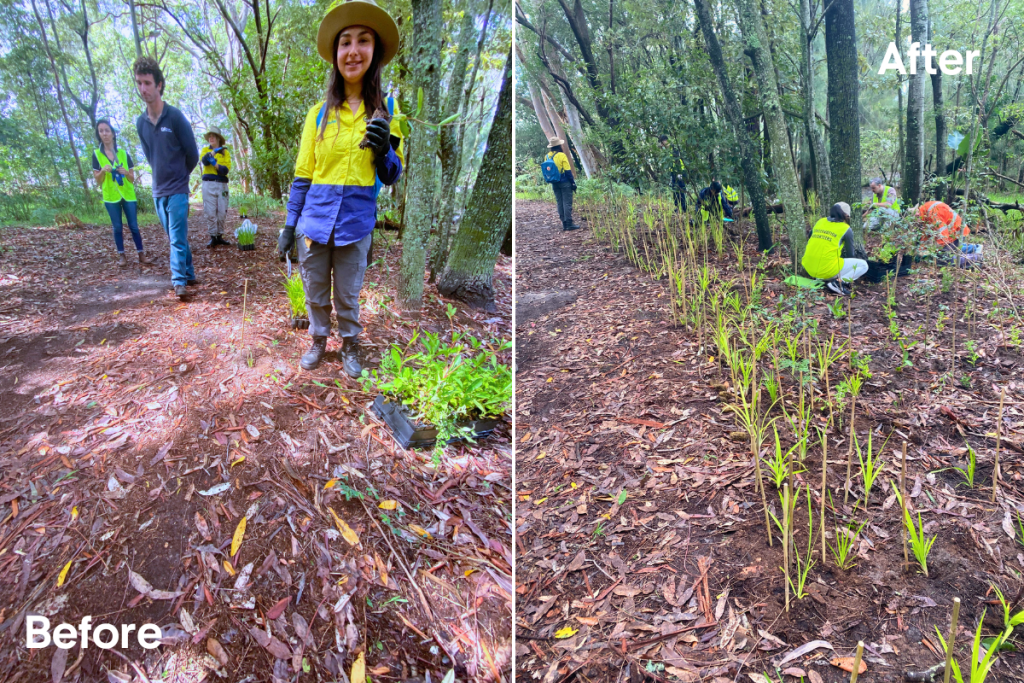 A before and after photo of the volunteering planting at Hawthorn Reserve.