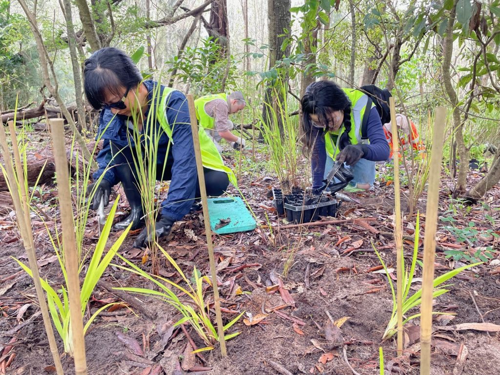 CVA planting natives in Hawthorn Reserve.