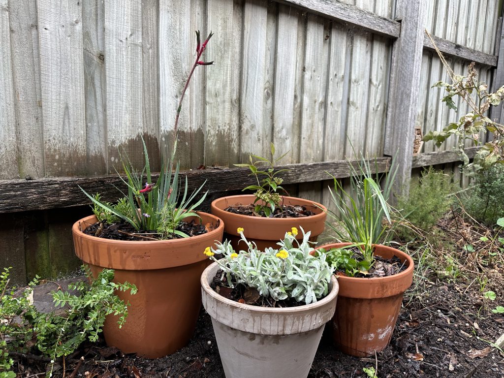 Pot plants against backyard fence.