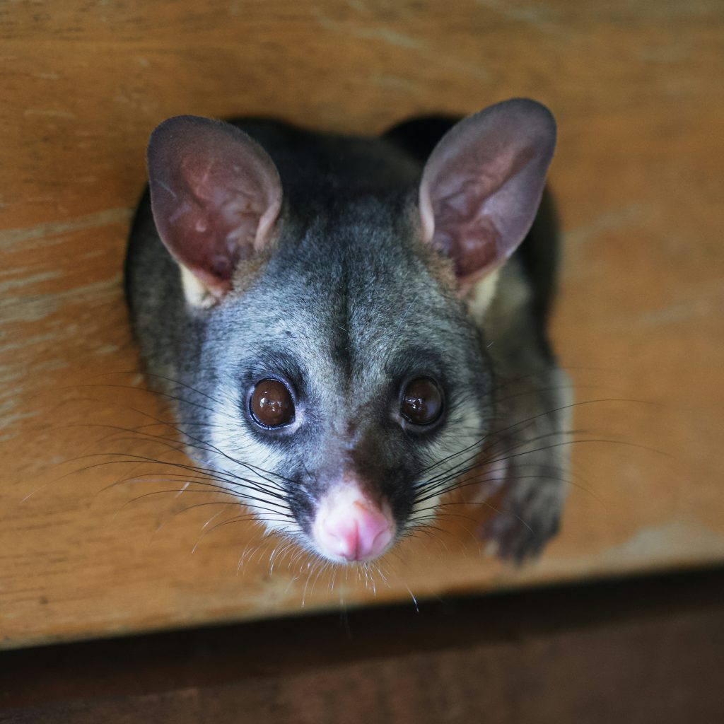Ringtail possum sticking its head out of a wooden box.